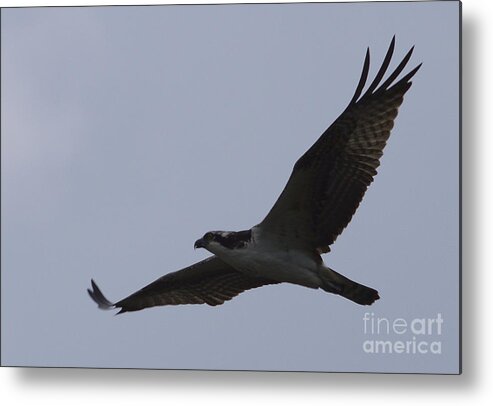 Osprey Metal Print featuring the photograph Osprey On The Tygart by Randy Bodkins