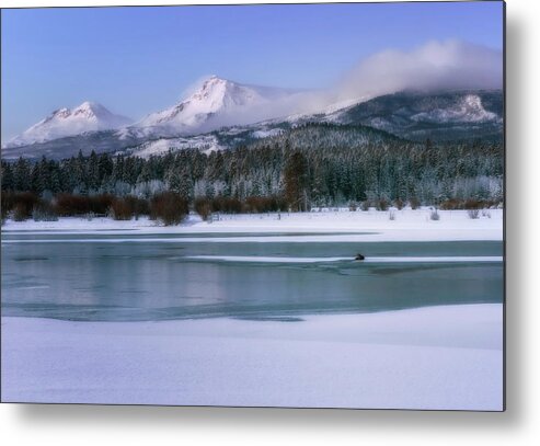 Snow Metal Print featuring the photograph Otter at Black Butte Ranch by Cat Connor