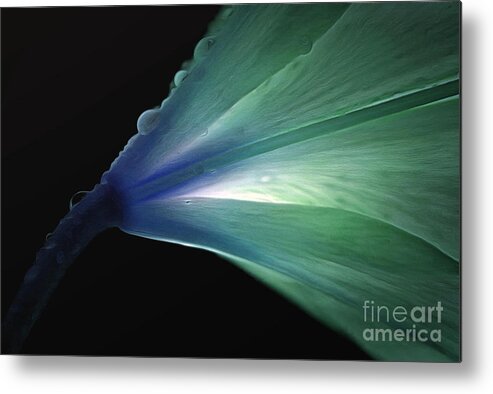 Lily Metal Print featuring the photograph Overcoming The Darkness by Krissy Katsimbras