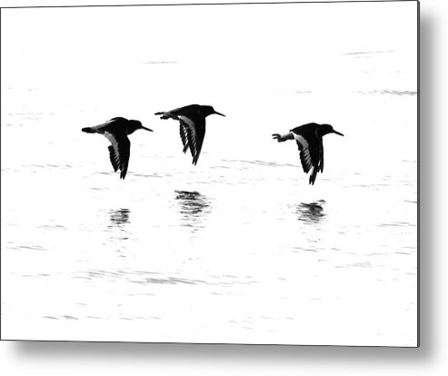 Oystercatchers Flying  Metal Print featuring the photograph Oystercatchers by Ian Sanders