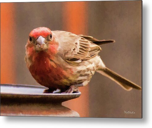 Male House Finch Metal Print featuring the photograph Painted Male Finch by Tim Kathka