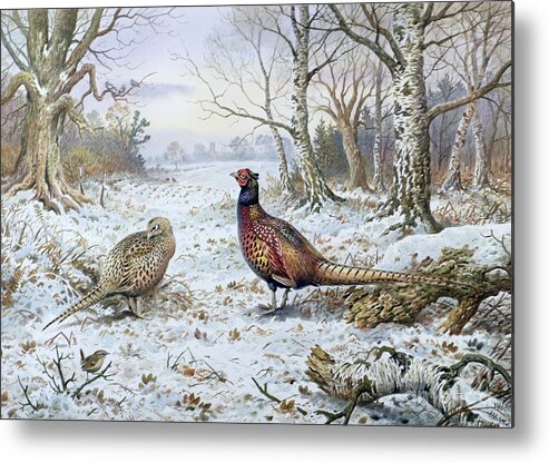 Game Bird; Snow; Woodland; Perdrix; Faisan; Troglodyte; Pheasant; Pheasants; Tree; Trees; Bird; Animals Metal Print featuring the painting Pair of Pheasants with a Wren by Carl Donner