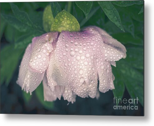 Cheryl Baxter Photography Metal Print featuring the photograph Pale Pink Peony in the Rain by Cheryl Baxter