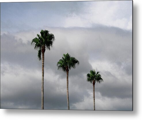 Photo For Sale Metal Print featuring the photograph Parking Lot Palm Trio by Robert Wilder Jr