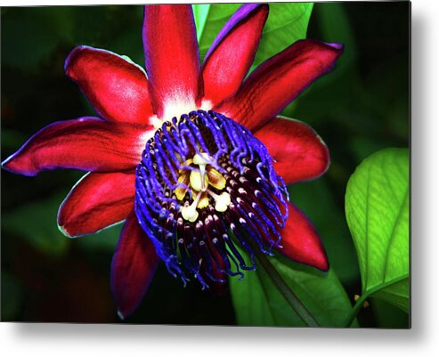 Passion Flower Metal Print featuring the photograph Passion Flower by Anthony Jones