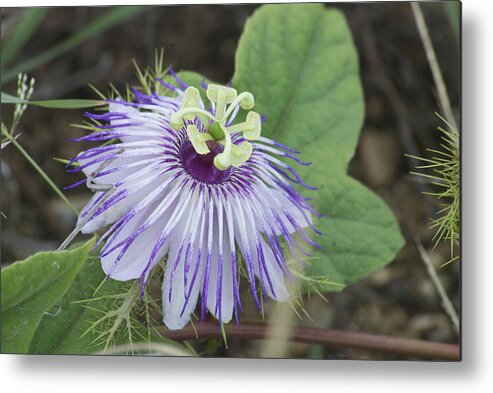 Flower Metal Print featuring the photograph Passion by Michael Peychich