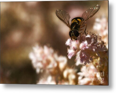 Flower Metal Print featuring the photograph Pastels Delight by Linda Shafer