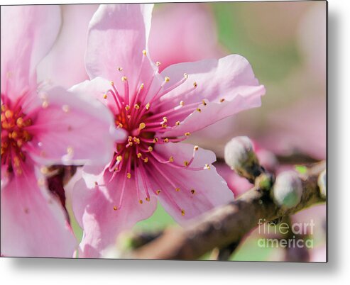 Sakura Metal Print featuring the photograph Peach Blossoms 16 by Andrea Anderegg