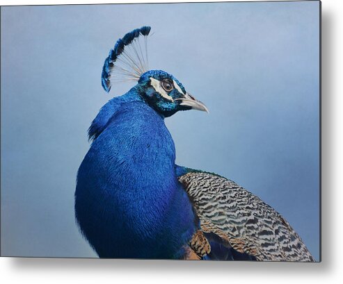 Indian Peacock Metal Print featuring the photograph Peacock Mystique 2 by Fraida Gutovich