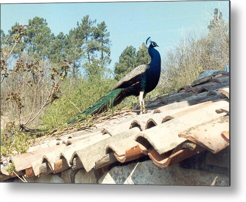 Peacock Metal Print featuring the photograph Peacock on the Roof of French Farmhouse by Christopher J Kirby