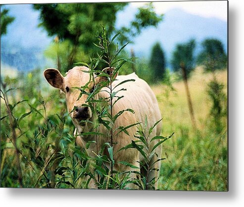 Animals Metal Print featuring the photograph Peek A Boo by Jan Amiss Photography