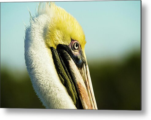 Pelican Metal Print featuring the photograph Pelican by Jason Hughes