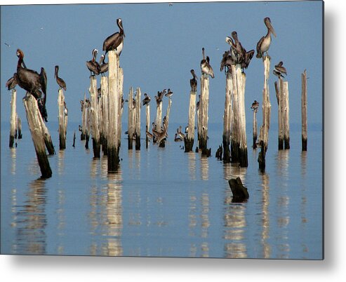 Pelicans Metal Print featuring the photograph Pelican Pilings by Val Jolley