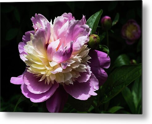 Spring Metal Print featuring the photograph Peony in June by John Roach