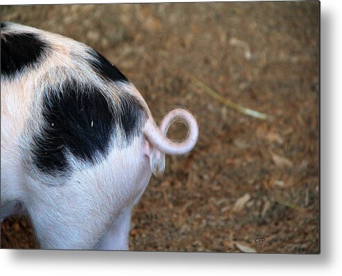 Pig Metal Print featuring the photograph Pig Tail by Becca Wilcox