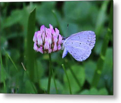 Pink And Blue Metal Print featuring the photograph Pink and Blue by PJQandFriends Photography