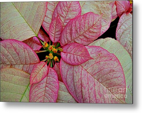 Christmas Metal Print featuring the photograph Pink And White Poinsettia by Rich Walter
