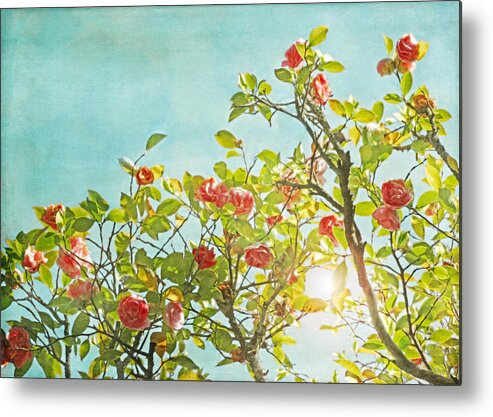 Pink And Green Floral Metal Print featuring the photograph Pink Camellia japonica Blossoms and Sun in Blue Sky by Brooke T Ryan