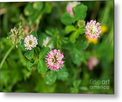 Clover Metal Print featuring the photograph Pink clover flowers by Les Palenik