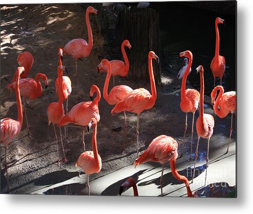 Pink Flamingos Metal Print featuring the greeting card Pink Flamingos by Carol Groenen