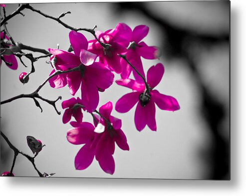 Portland Metal Print featuring the photograph Pink Flowers by Craig Perry-Ollila