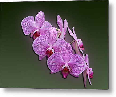 Moth Orchid Metal Print featuring the photograph Pink Orchids by John Haldane