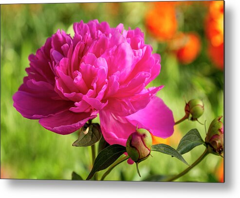 Beautiful Metal Print featuring the photograph Pink Peony Flower Blossom by Teri Virbickis