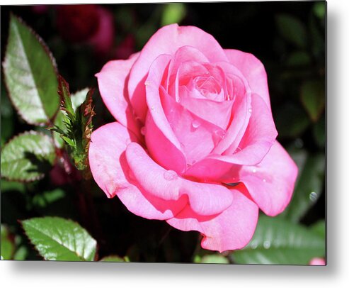 Rose Metal Print featuring the photograph Pink Rose by Ronda Ryan