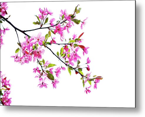 Pink Metal Print featuring the photograph Pink spring by Marilyn Hunt
