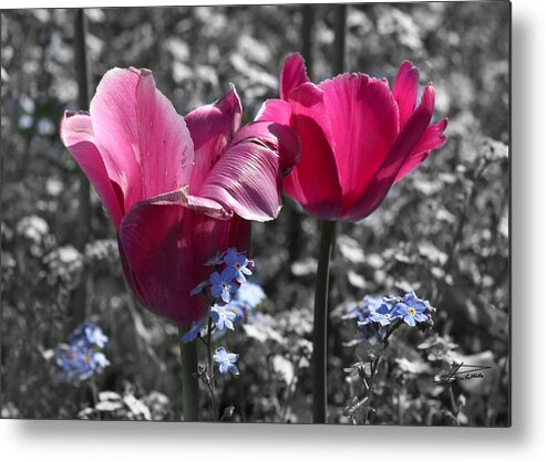 Tulips Metal Print featuring the photograph Pink Tulips in the Morning by Barbara White