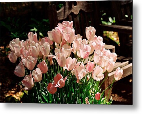 Tulips Metal Print featuring the photograph Pink Tulips by Sandra Lee Scott