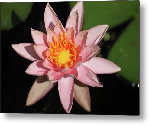 Photograph Metal Print featuring the photograph Pink Water Lily 2016 by Suzanne Gaff