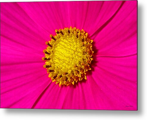 Pink Metal Print featuring the photograph Pink Wildflower 008 by George Bostian