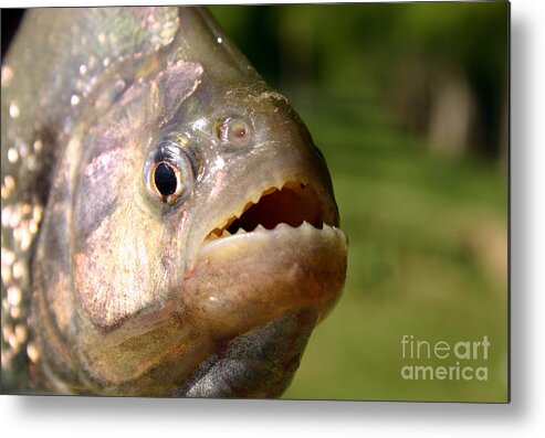 Piranha Metal Print featuring the photograph Piranha by Balanced Art