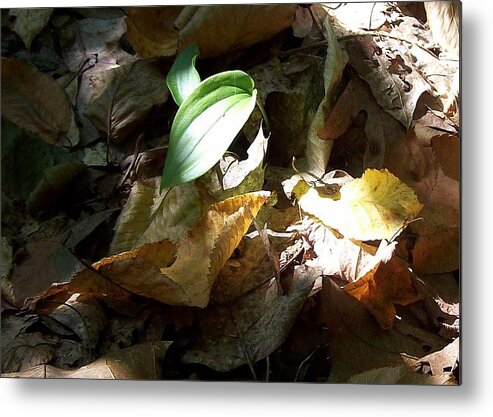 Plant Summer Woods Forest Leaves Metal Print featuring the photograph Plant In Forest by Wolfgang Schweizer