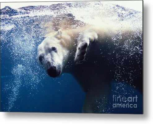 Polar Bear Metal Print featuring the photograph Polar Bear Swimming by John W. Warden