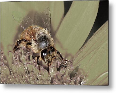 Yellow Sunflower Metal Print featuring the photograph Pollinating Bee by David Yocum