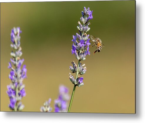 Lavender Metal Print featuring the photograph Pollination by Rod Best