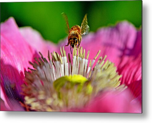 Macro Metal Print featuring the photograph Poppy And A Bee 006 by George Bostian