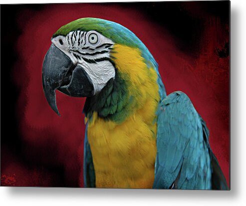 Bird Metal Print featuring the photograph Portrait of a Parrot by Jeff Burgess