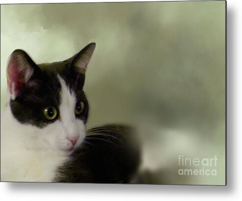 Cat Metal Print featuring the photograph Portrait of Girlie Cat by Janette Boyd