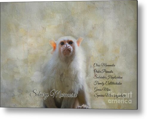 Silvery Marmoset Metal Print featuring the mixed media Portrait Text Art by Eva Lechner