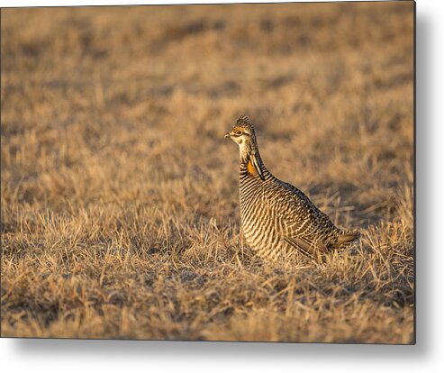 Wisconsin's Prairie Chicken Metal Print featuring the photograph Prairie Chicken 2013-16 by Thomas Young