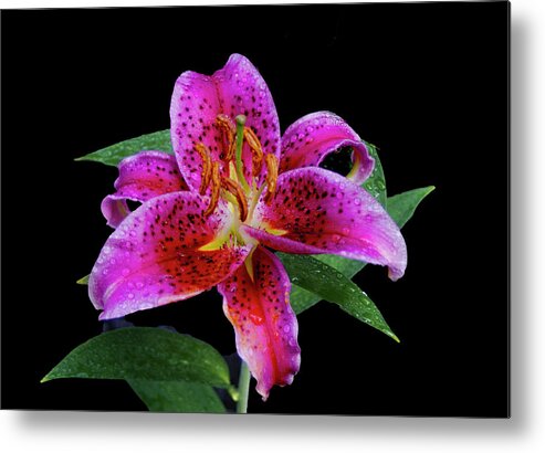Pink Asiatic Lilly Metal Print featuring the photograph Pretty In Pink by M Three Photos