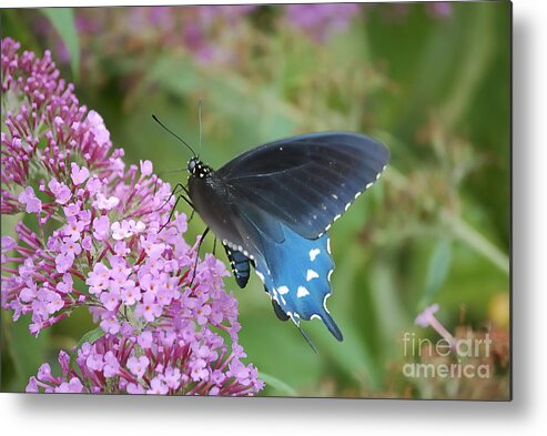 West Virginia Butterflies Metal Print featuring the photograph Pretty On Pink by Randy Bodkins
