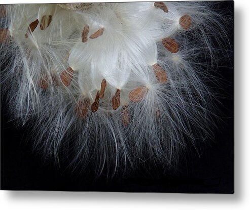 Seeds Metal Print featuring the photograph Pretty Seeds -Ugly Weeds by Lori Lafargue