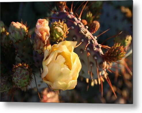 Prickly Metal Print featuring the photograph Prickly Buds and Blooms by Marna Edwards Flavell