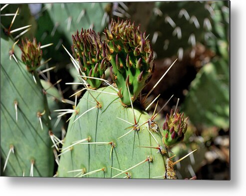 Nature Metal Print featuring the photograph Prickly Pear Buds by Ron Cline