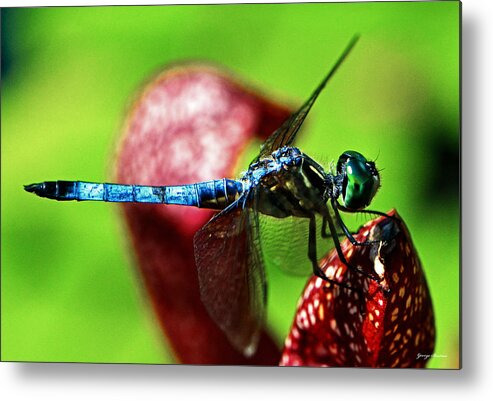 Dragonfly Metal Print featuring the photograph Profile Of A Dragonfly 003 by George Bostian