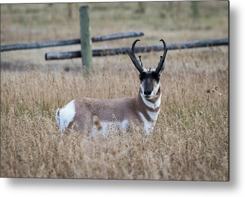 Grand Tetons Metal Print featuring the photograph Pronghorn Antelope by Norman Reid